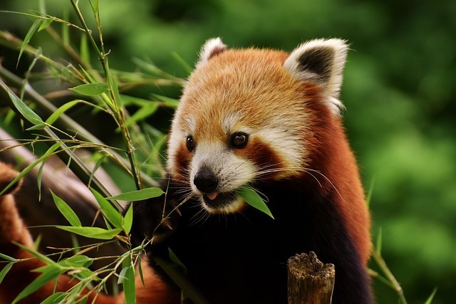 Diet of Red Pandas in the Wild