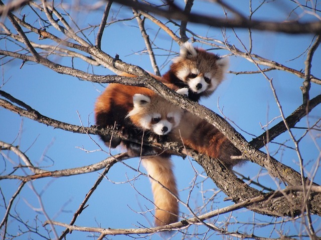 Red pandas are fascinating creatures with a diverse and intriguing diet