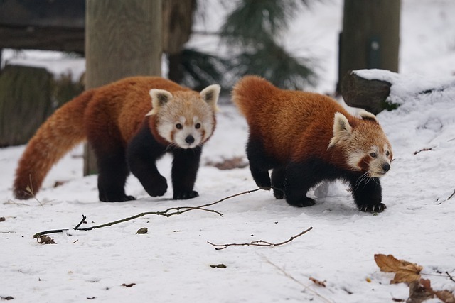 What Are Red Pandas