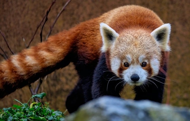 Red pandas face numerous threats in the wild