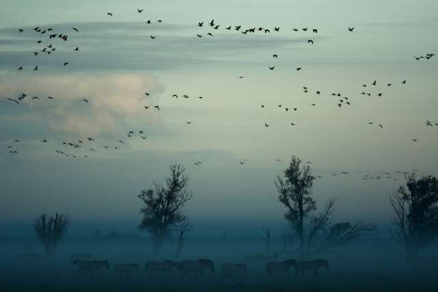 Different Types of Bird Migration Patterns