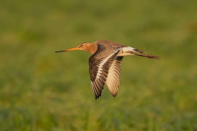 Bar-tailed Godwit