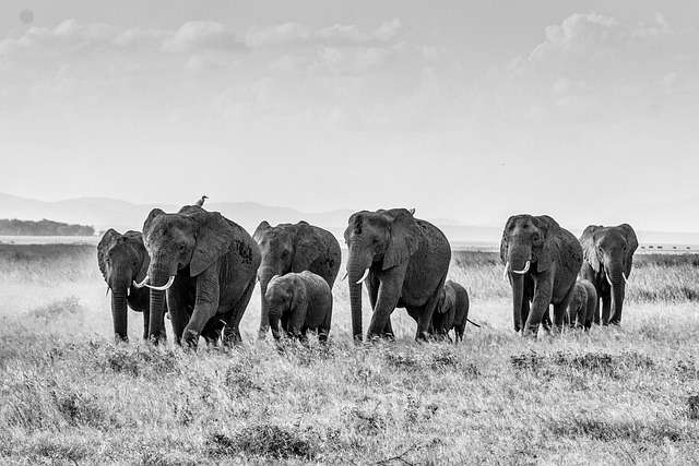 Elephants communicating with distant herd members using infrasound