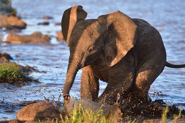 Elephants splashing and playing in water