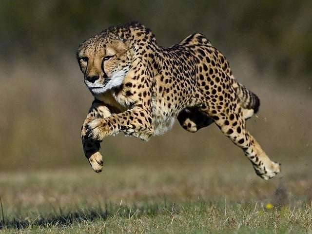 Cheetah running at top speed