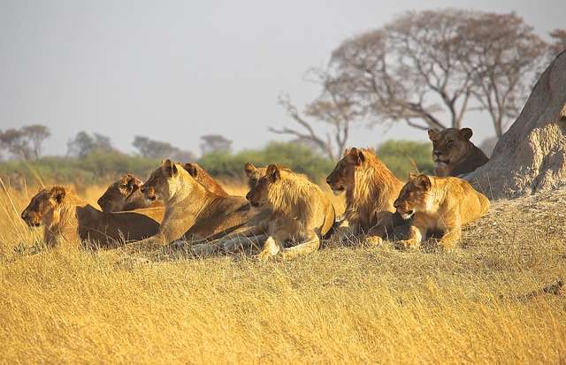 Lion pride hunting together