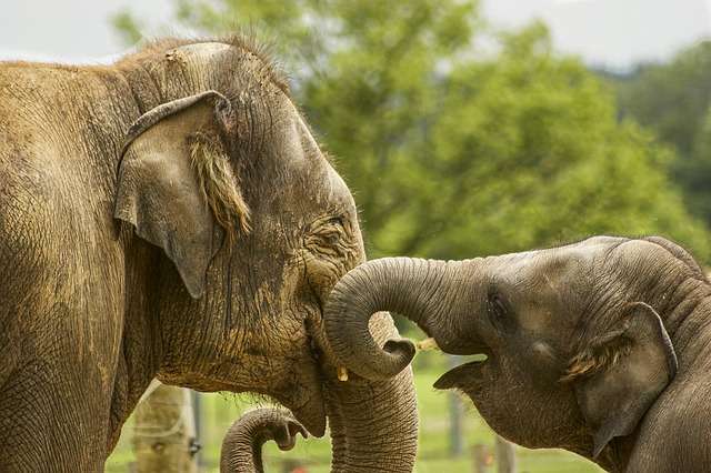 Elephants using vocalizations and body language to communicate