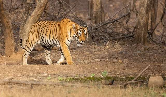 Bengal tiger in Indian jungle - Are Bengal tigers bigger than lions?