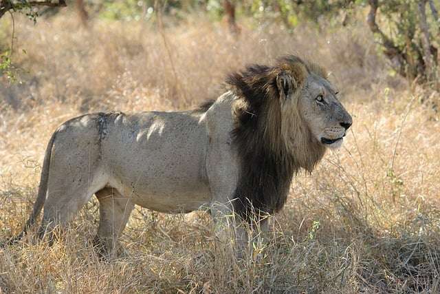 Male African lion in savanna showing size comparison - Are lions bigger than tigers?