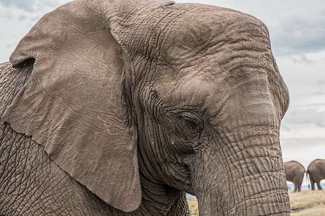 Elephants standing vigil over a deceased companion