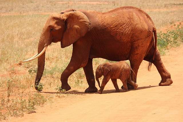 Young elephants observing and mimicking adult elephants