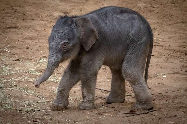 An elephant calf