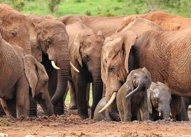 Elephant herd being led by the matriarch