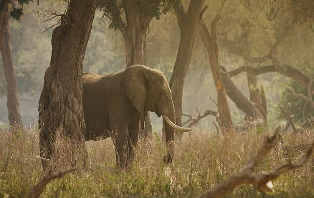 Elephant using a branch to swat flies