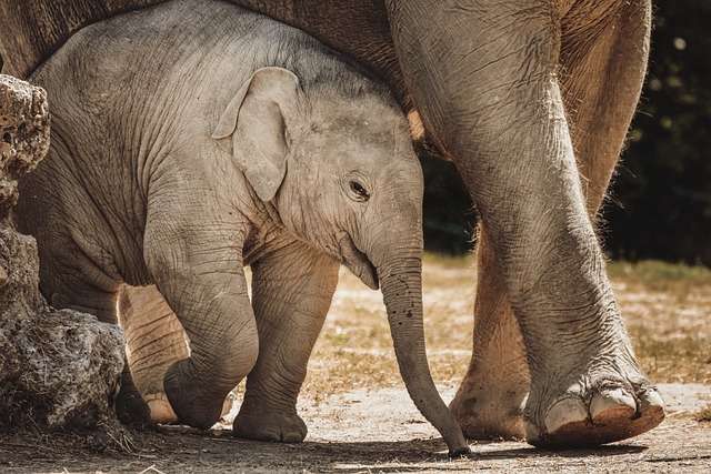 Conservation Efforts of Elephants