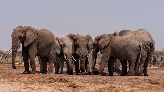 Elephants working together to help each other