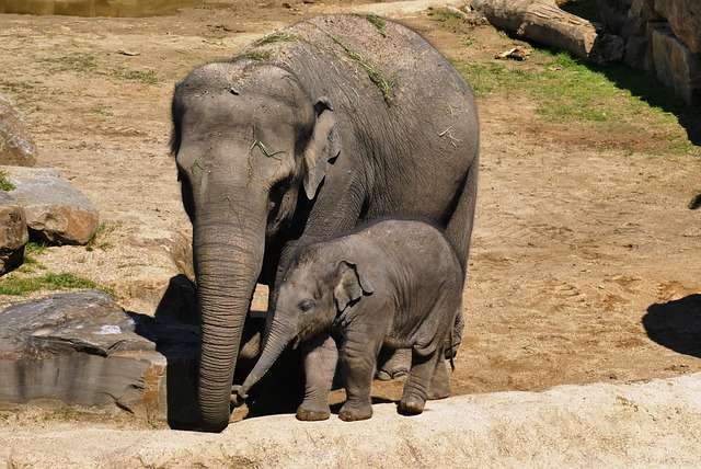 Newborn elephant calf standing near its mother demonstrating how much does a baby elephant weigh at birth