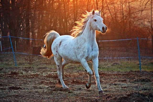 Galloping horse