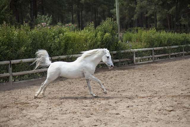 Thoroughbred horse 