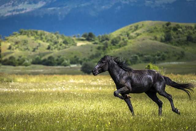 Factors affecting how fast a horse can run