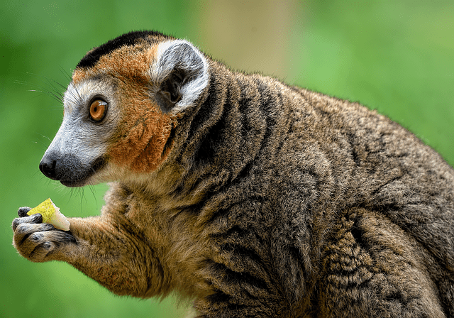 Lemur - wildlife education and conservation efforts