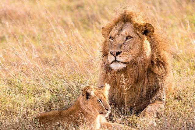 Lions in wildlife sanctuary