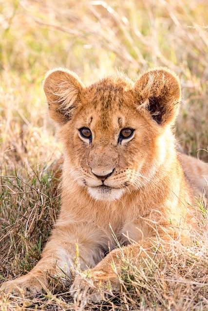 Conservationists studying lions