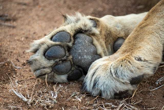 Lion paws and claws