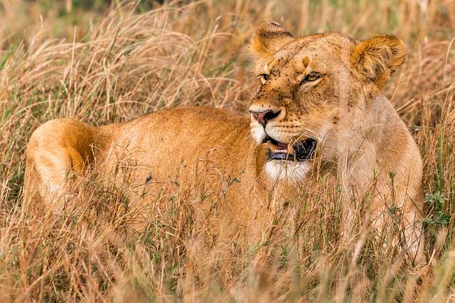 Lioness stalking prey