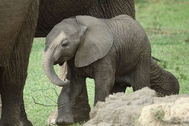 Monitoring and Research on Baby Elephant Growth