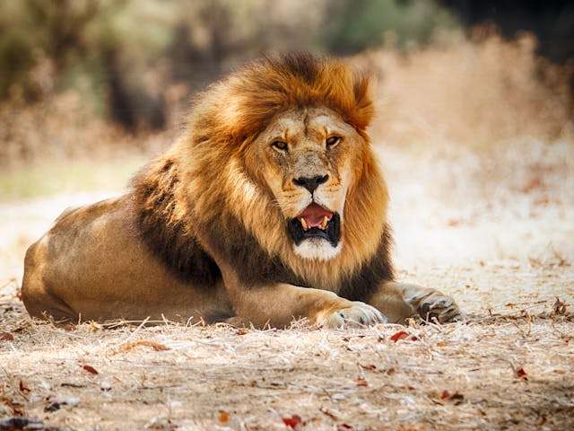 Lion resting after sprint