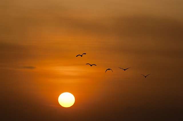 Bird Migration Patterns - The Role of the Sun and Stars