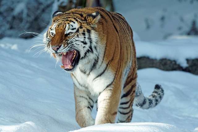 Siberian tiger showcasing size in snowy habitat - Are tigers bigger than lions?