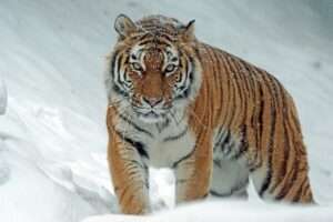 Tiger and lion size comparison in the wild - Are tigers bigger than lions?