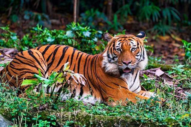 Habitat influence on tiger size - Dense forest