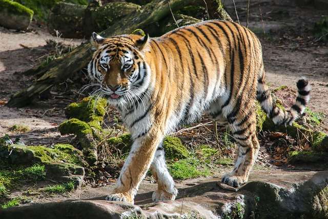 Tiger moving through the forest