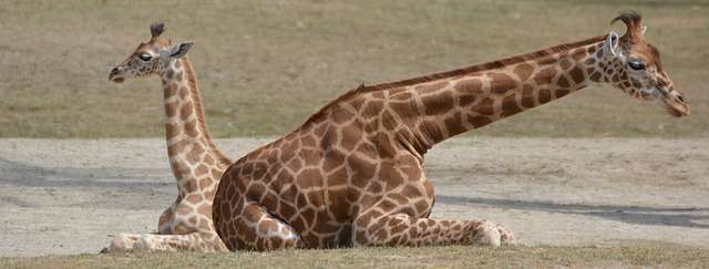 How Tall Is a Baby Giraffe