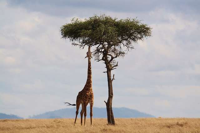 Feeding Habits and Tall Trees : How tall is a giraffe