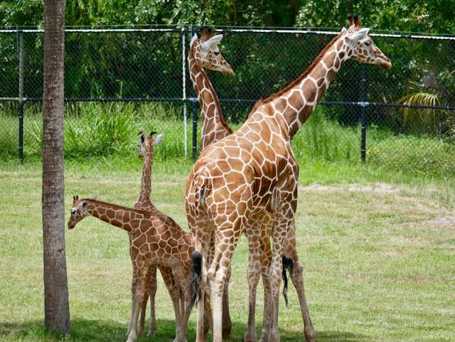 Giraffes in Captivity : How tall is a giraffe