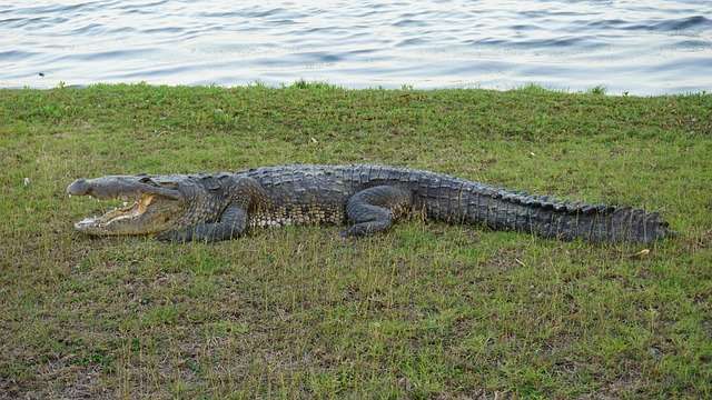 Importance of Habitat Protection : What Do Crocodiles eat