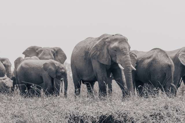 The Role of Elephant Sounds in the Wild