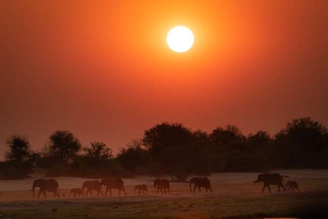 Threats to Elephant Communication