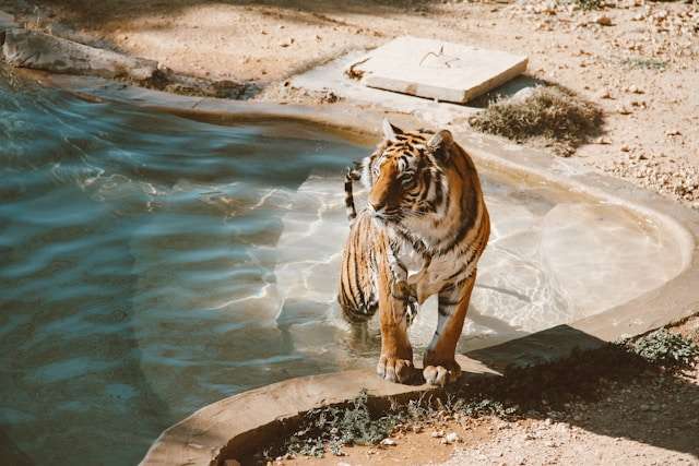 Tigers in Captivity: Dietary Considerations for What Tigers Eat