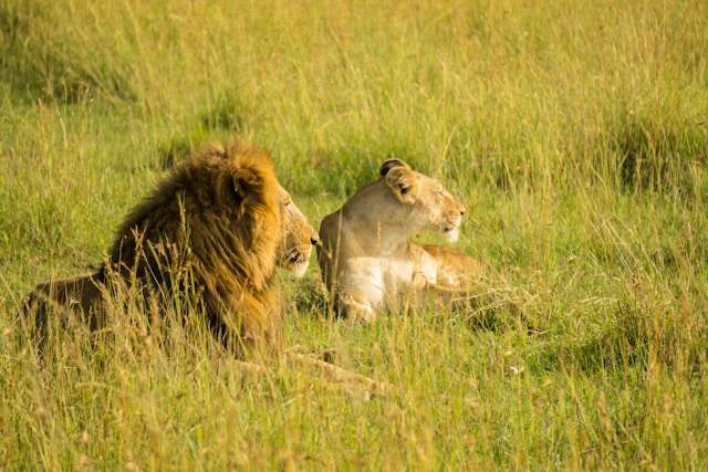 Wild Lions : How long does a lion live