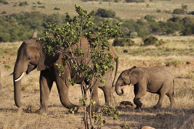 Adorable baby elephant calf exploring its surroundings