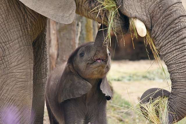 Mother elephant nursing her young calf