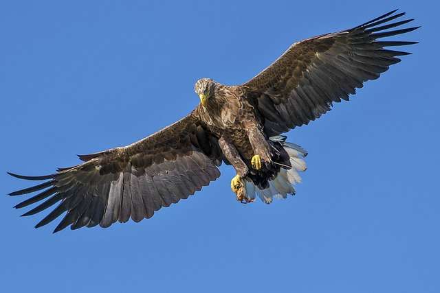 Close-up of eagle's powerful talons and wings - How Much Weight Can an Eagle Carry?