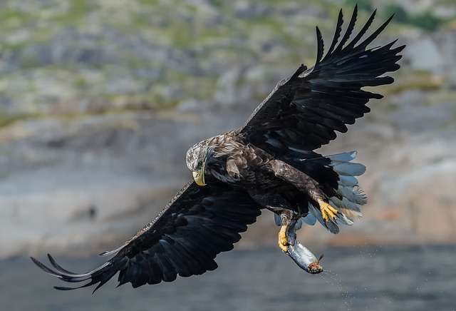 How Much Weight Can an Eagle Carry?