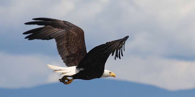 Eagle soaring high in the sky