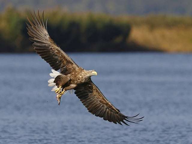 Eagle flying with prey in its talons